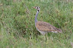 White-bellied Bustard